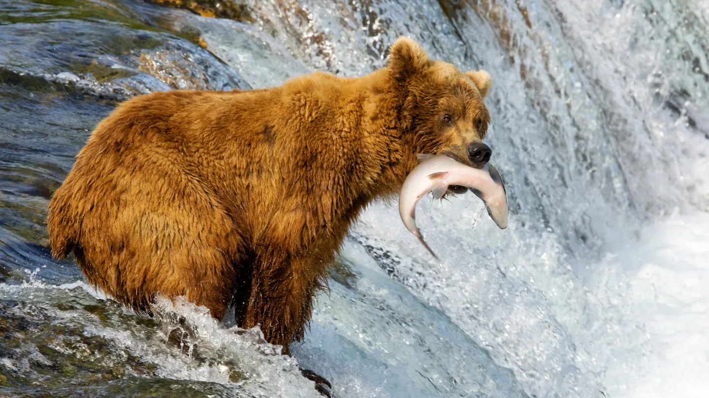 Alaska, Inside Passage & Glacier Bay